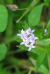 Common Bedstraw