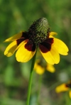 Clasping-Leaf Coneflower