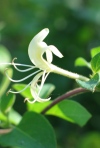 Japanese Honeysuckle