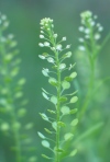 Longpetal Peppergrass