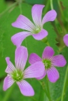 Violet Wood Sorrel