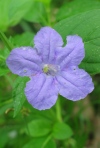 Small-Flowered Ruellia