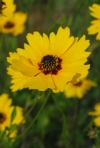 Plains Coreopsis