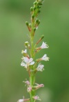 Velvet-leaf Gaura