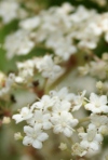 Elderberry