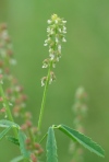 White Sweet Clover