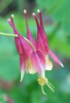 Wild Columbine