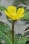 Water primrose