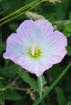 Pink Evening Primrose