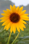 Common Sunflower