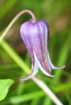 Pitcher's Clematis