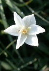 Evening-star Rain Lily
