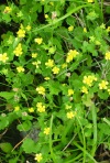 Prickleseed Buttercup