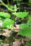 Common Horehound