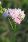 Philadelphia Fleabane