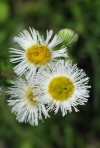 Philadelphia Fleabane