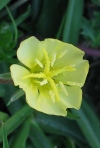 Cut-Leaved Evening Primrose