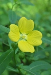 Shrubby Water Primrose